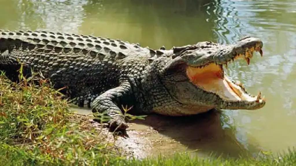 crocodile magarmacch