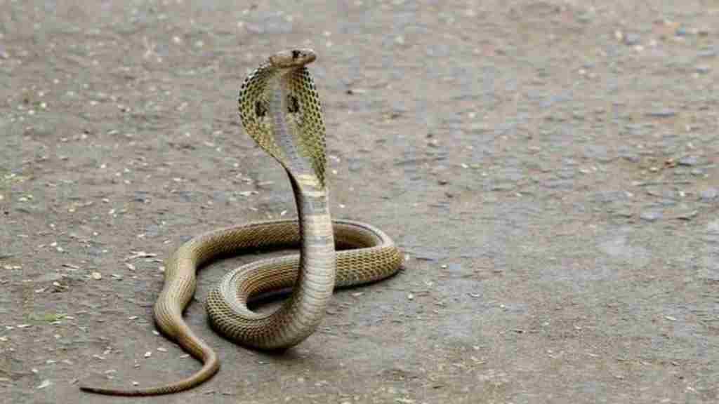 snake saap