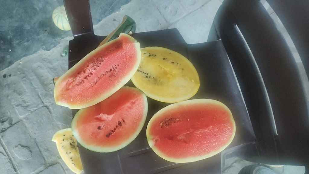 watermelon tarbooz