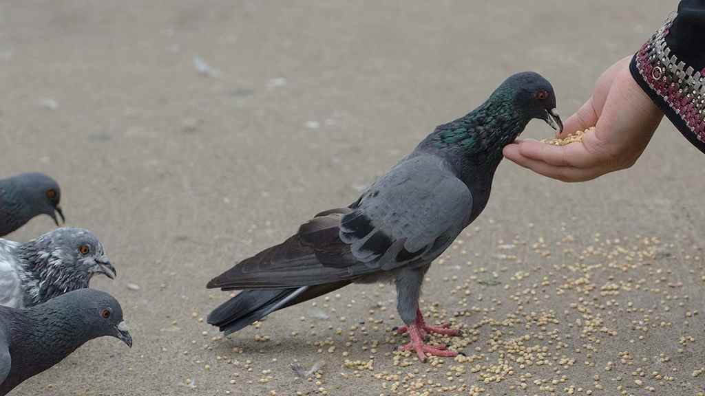 Kabutar Pigeon