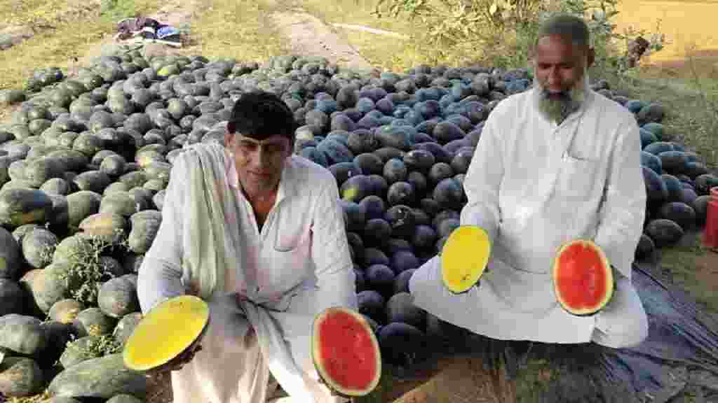Watermelon Farming in Nuh