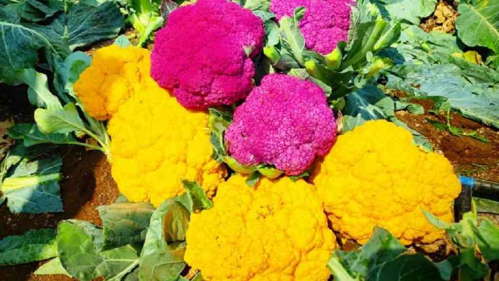 Yellow Pink Cauliflower Foolgobhi