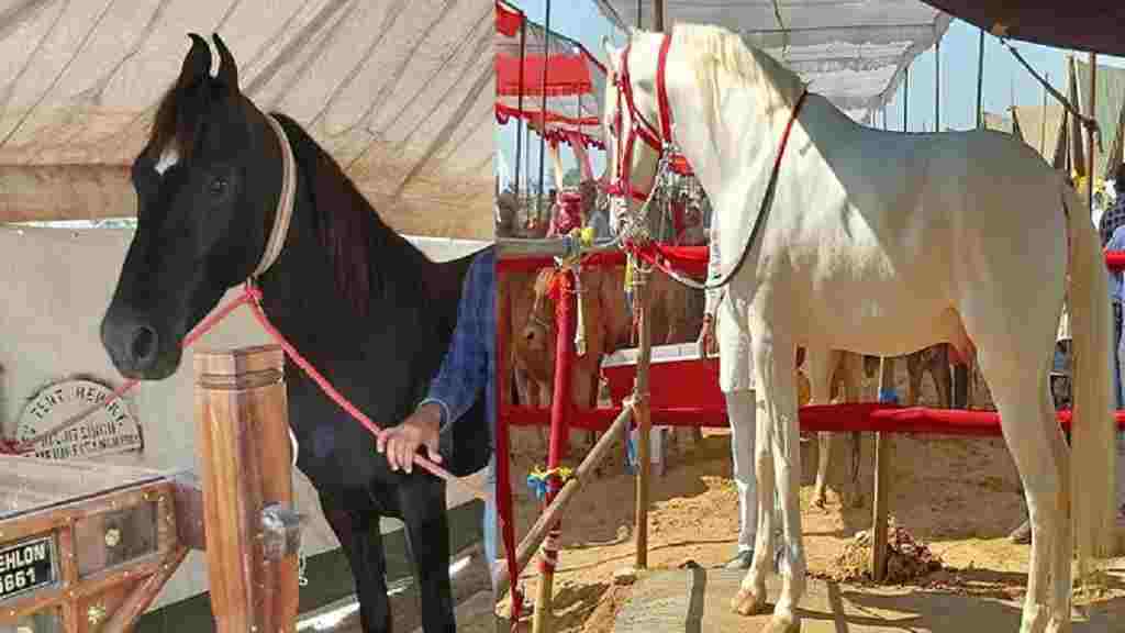 Horse Haidar and Mangal