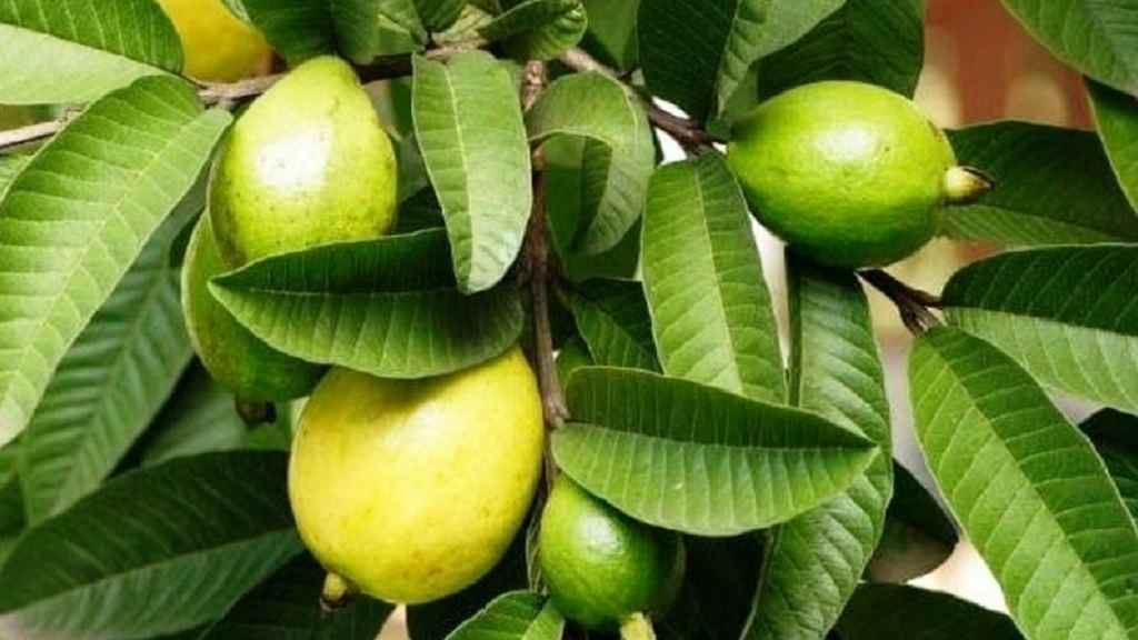 Guava Amrood Baag
