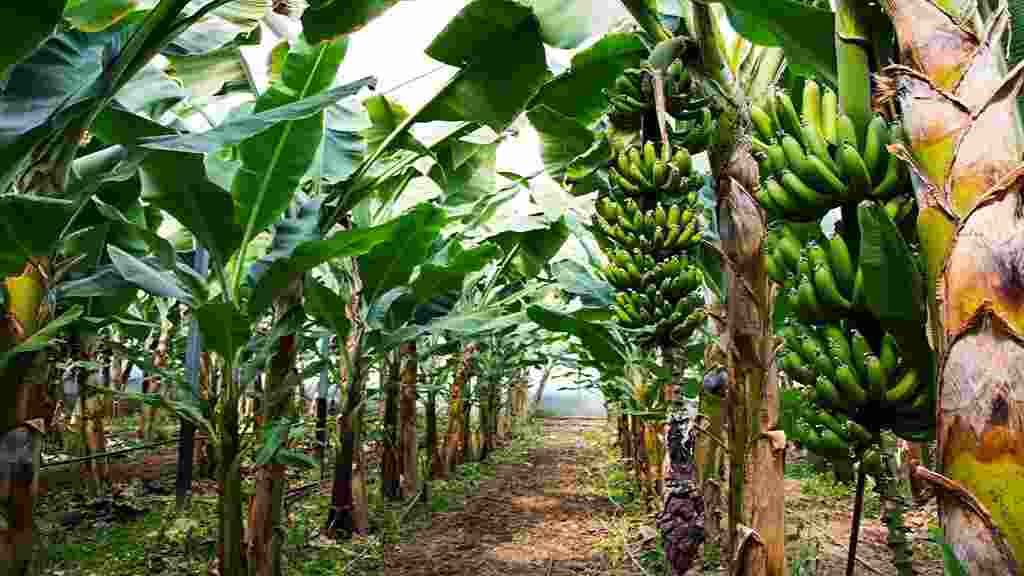 Banana Kheti Tree
