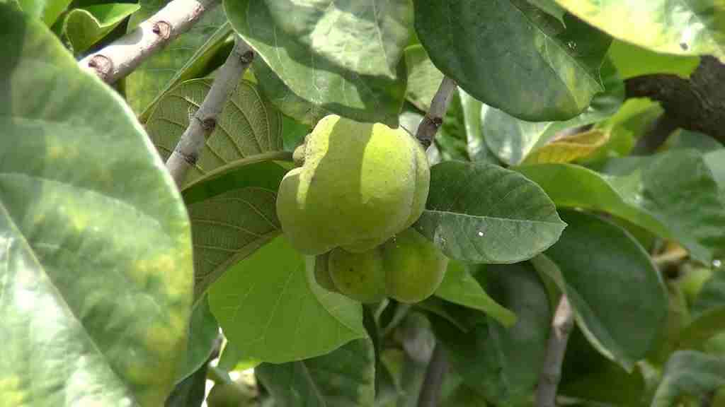 Badhal Fruit