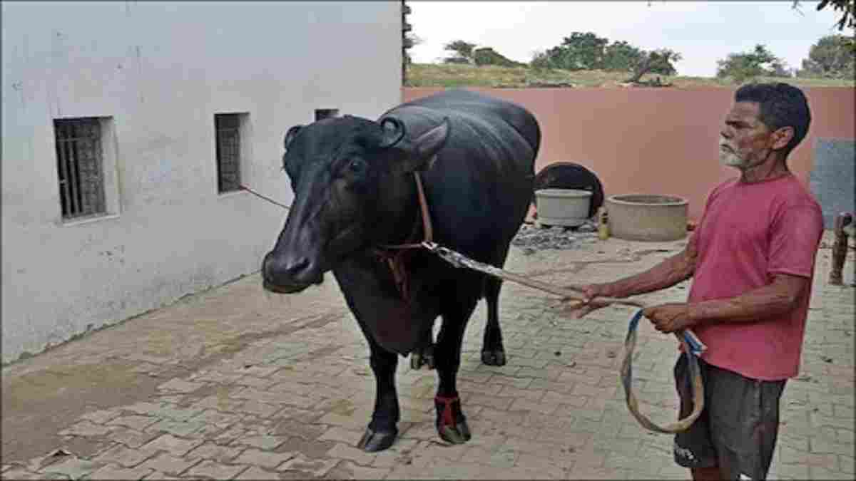 Dharma Bhais Cow Bhiwani