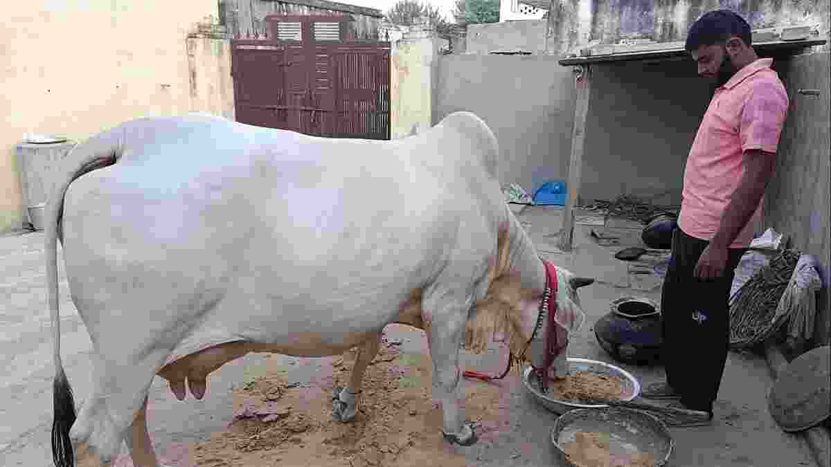 Bhiwani Ritik Cow