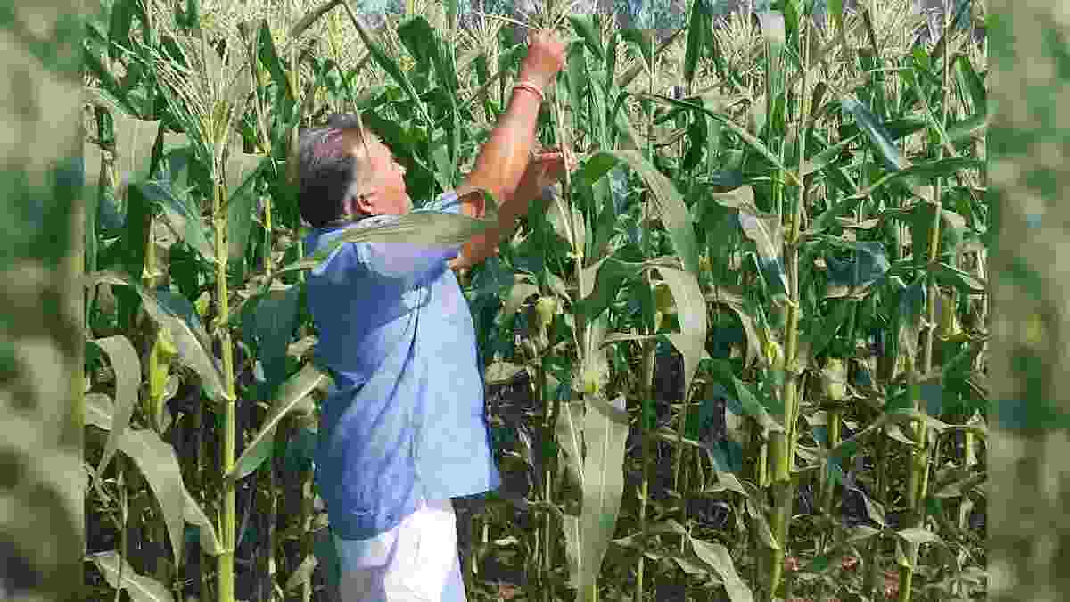 Sweet Corn Farming Palwal