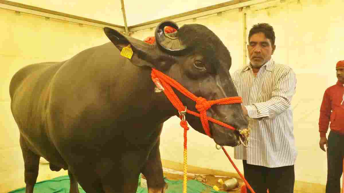 10 Crore Buffalo Golu Two