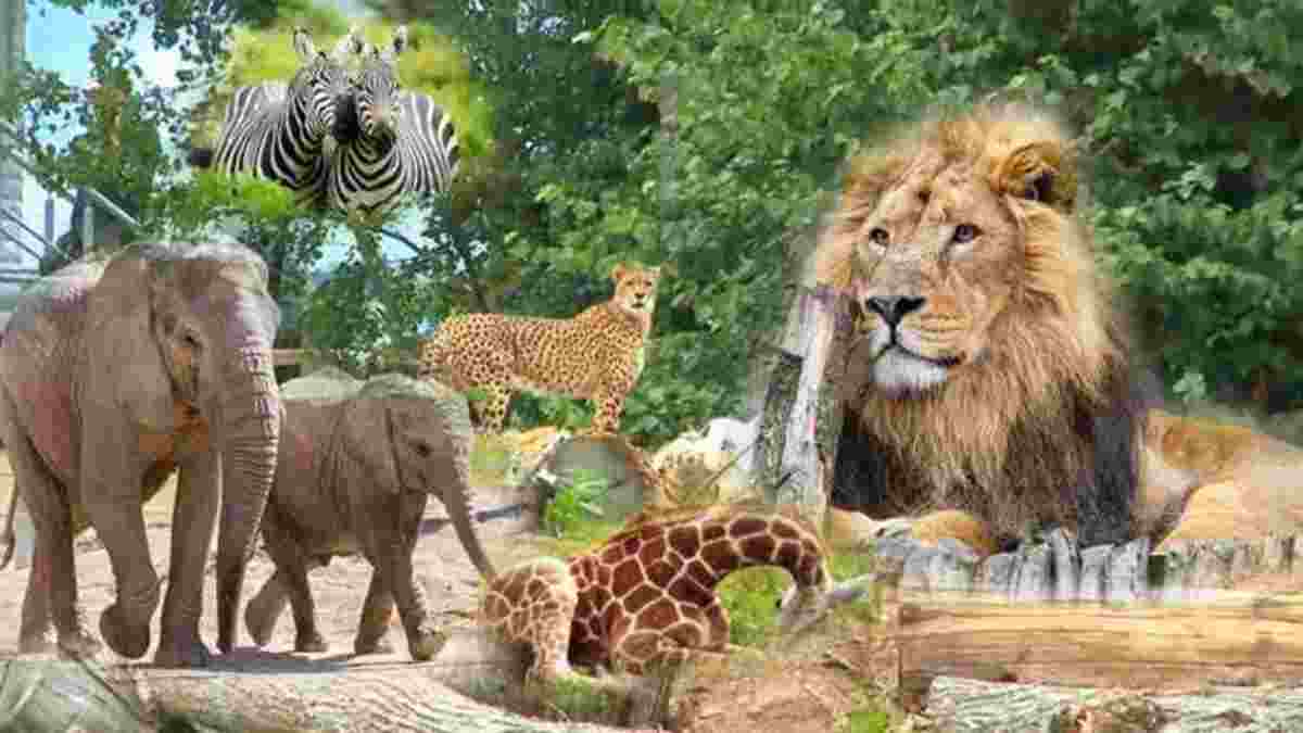 Zoo ChidiyaGhar