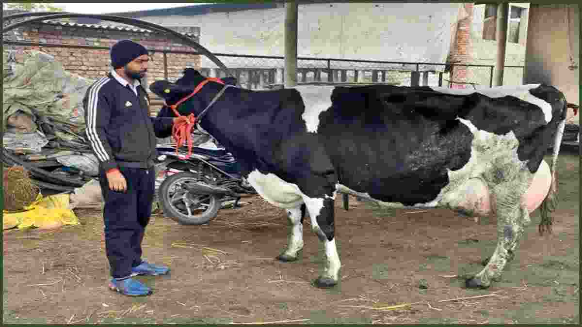 Karnal Cow Shakina Milk Record