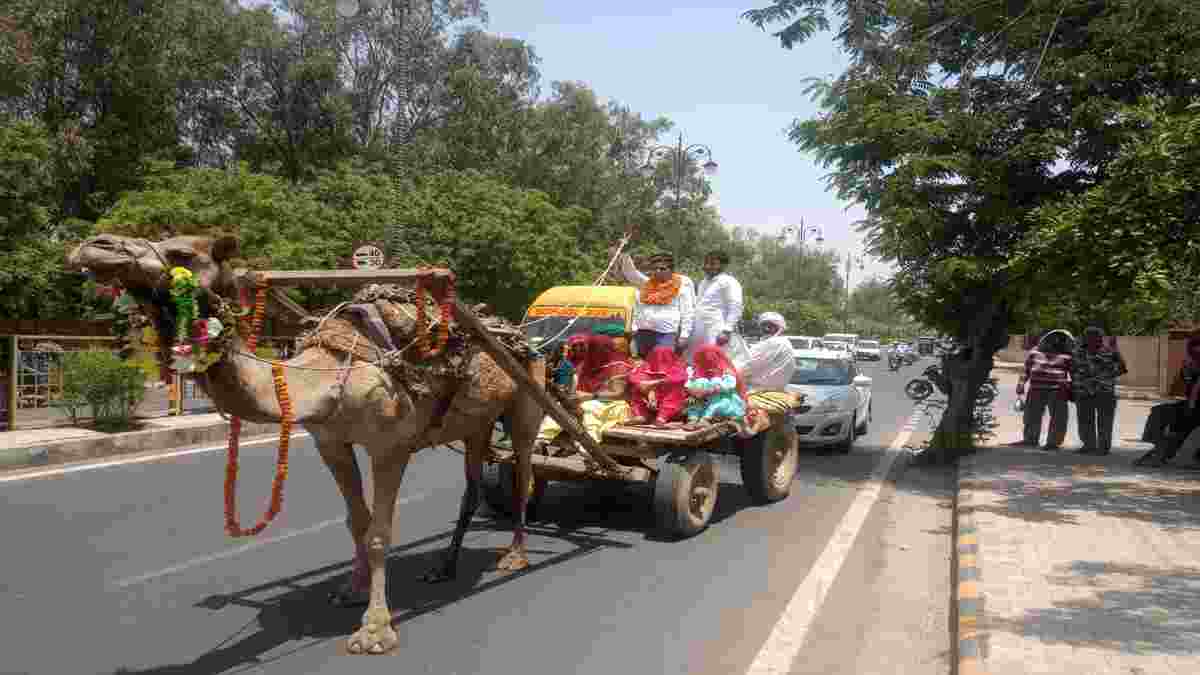 Hisar Camel