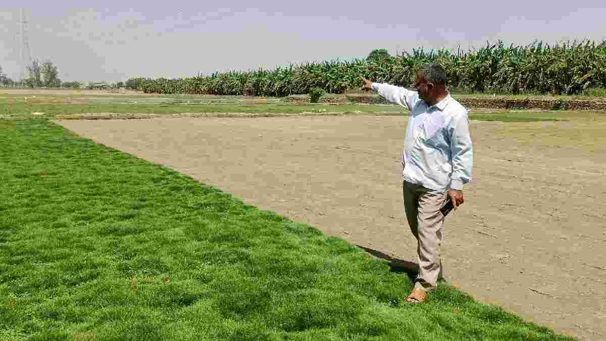 Yamunanagar Grass Farming