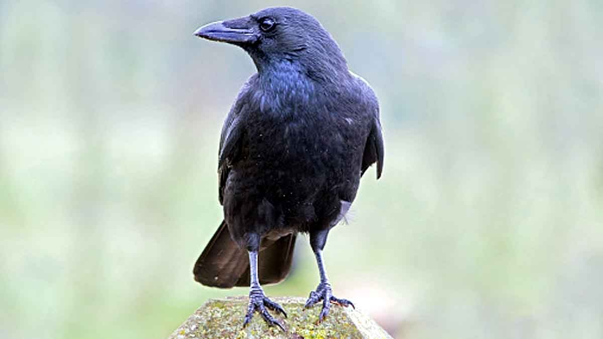 Crow