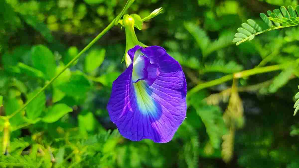 Aprajita Flower